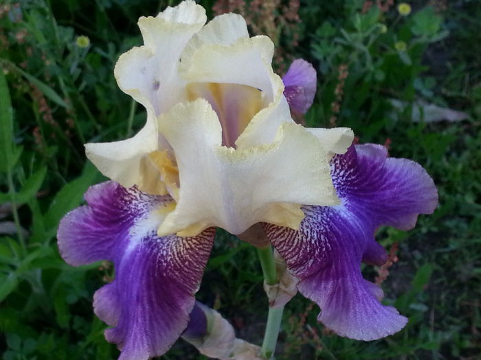 20140522_064933 - MAI IUNIE