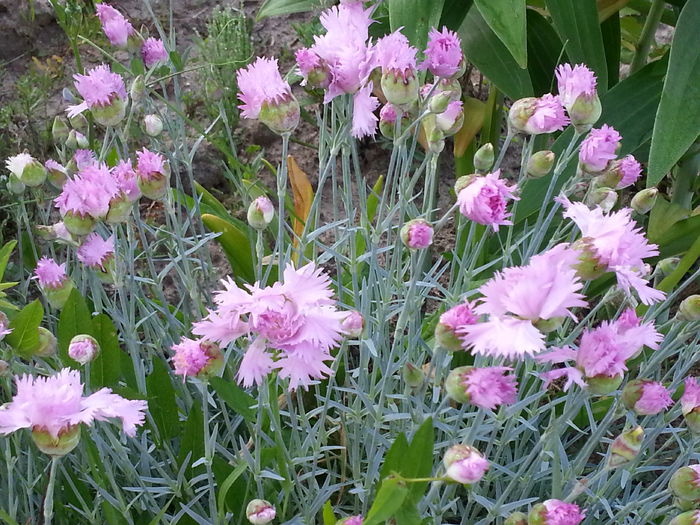 20140522_064956 - MAI IUNIE