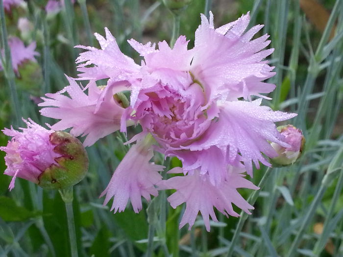 20140522_065004 - MAI IUNIE