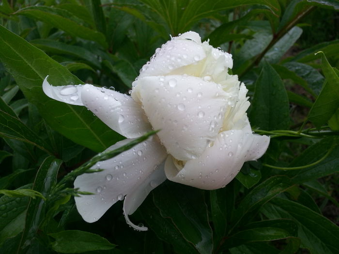 20140523_185251 - MAI IUNIE