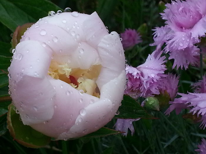 20140523_185314 - MAI IUNIE