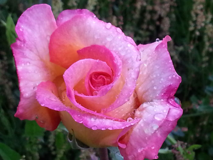 20140523_185329 - MAI IUNIE