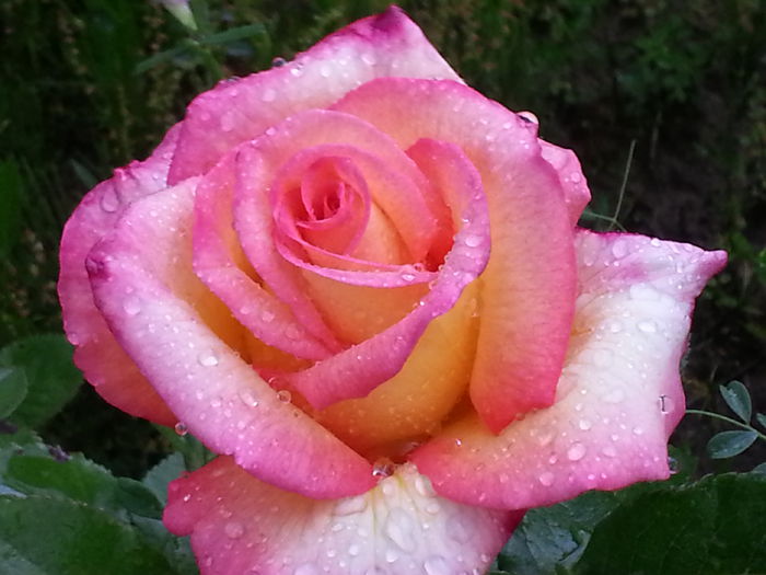 20140523_185338 - MAI IUNIE