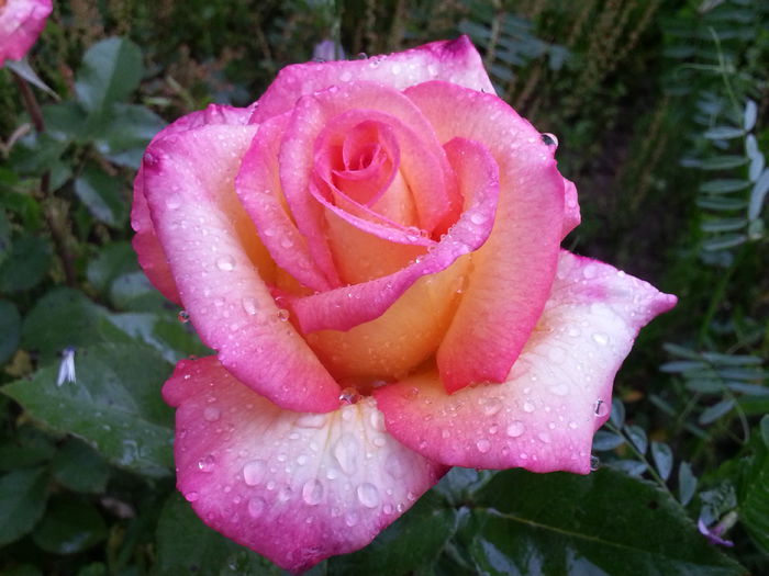 20140523_185344 - MAI IUNIE