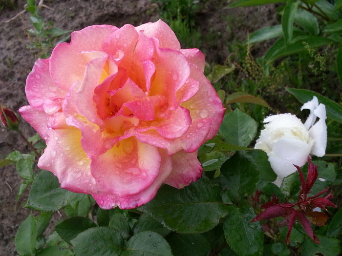 20140523_185408 - MAI IUNIE