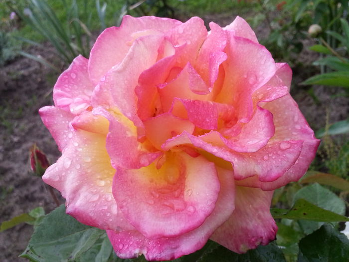 20140523_185417 - MAI IUNIE