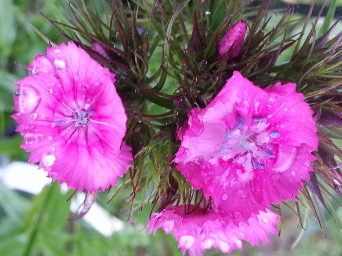 20140523_185516 - MAI IUNIE