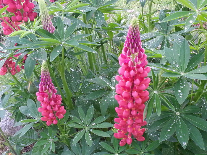 20140523_185622 - MAI IUNIE