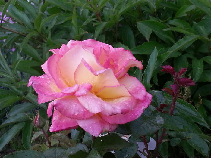 20140523_185635 - MAI IUNIE