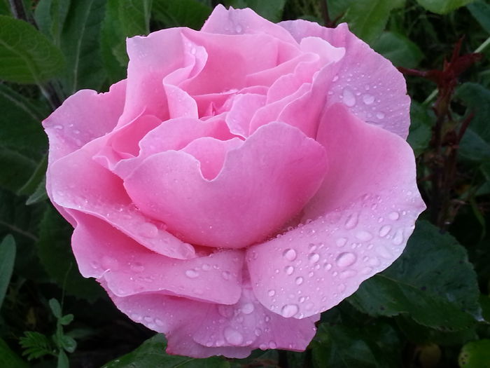 20140523_185654 - MAI IUNIE