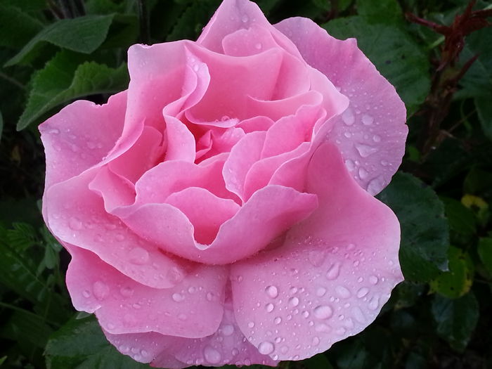 20140523_185659 - MAI IUNIE