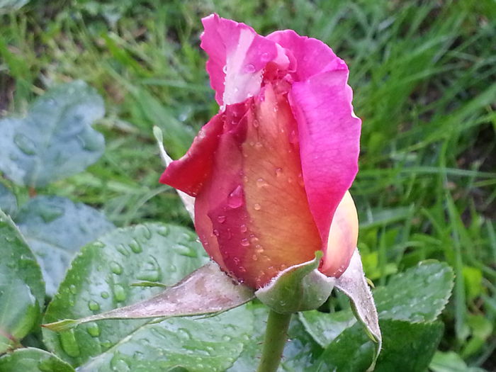 20140523_185957 - MAI IUNIE