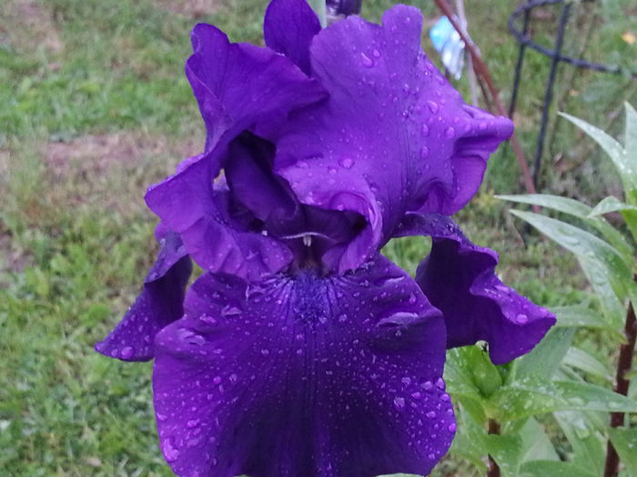 20140523_190759 - MAI IUNIE