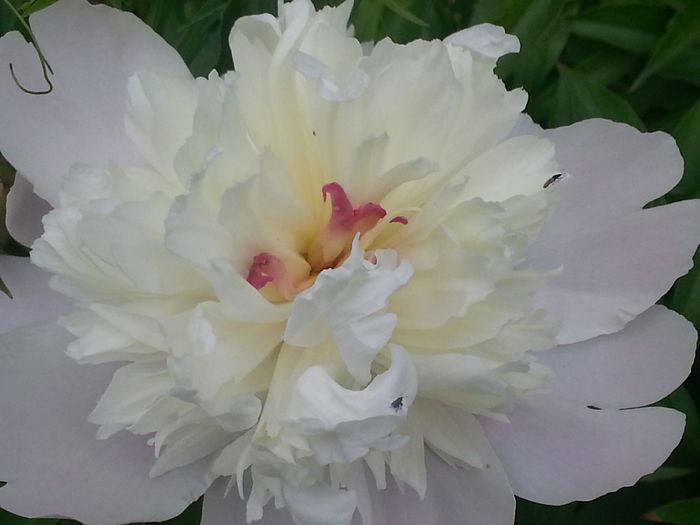 20140524_170223 - MAI IUNIE