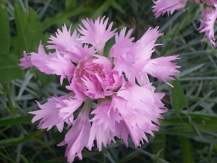 20140524_170234 - MAI IUNIE