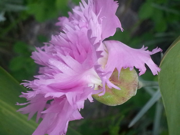 20140524_170254 - MAI IUNIE