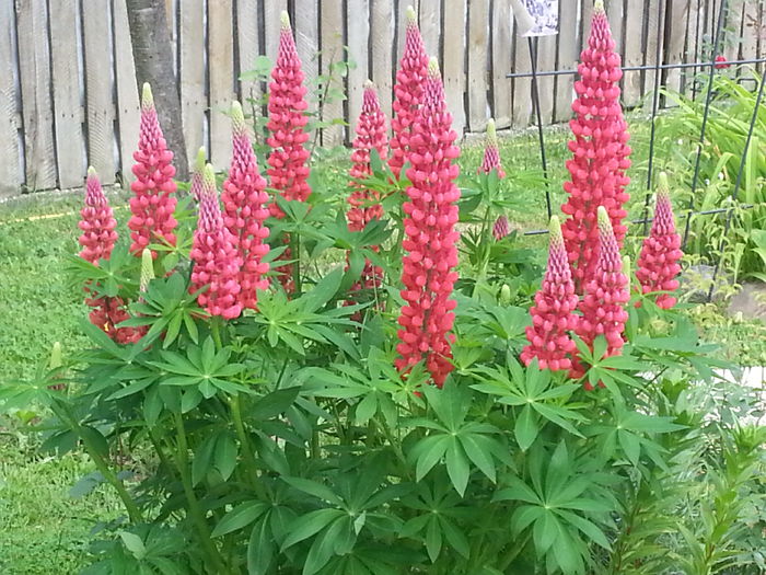 20140524_170313 - MAI IUNIE