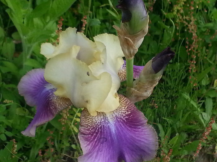 20140524_170344 - MAI IUNIE