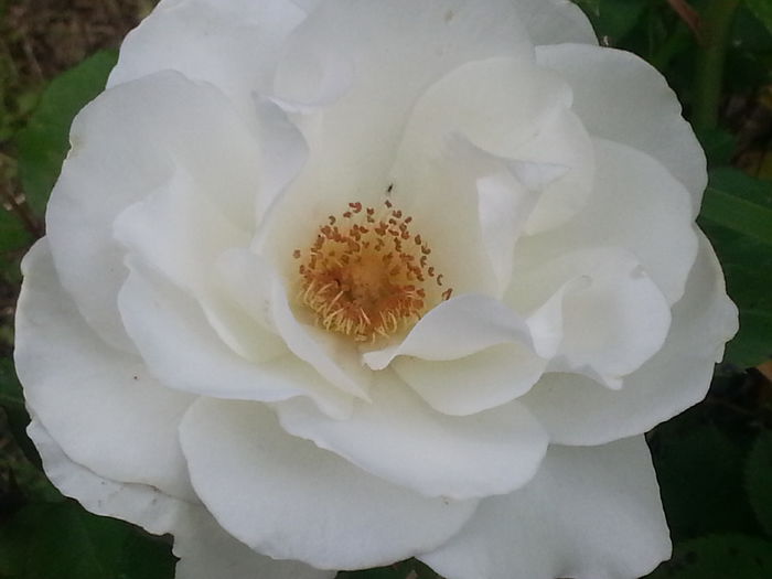 20140524_170359 - MAI IUNIE