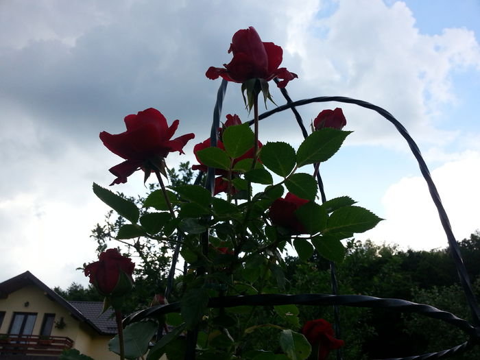 20140525_184642 - MAI IUNIE