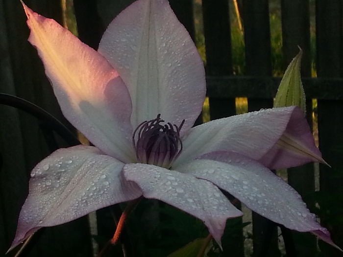 20140526_063202 - MAI IUNIE