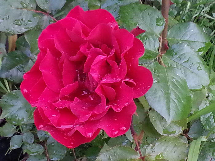 20140527_165240 - MAI IUNIE