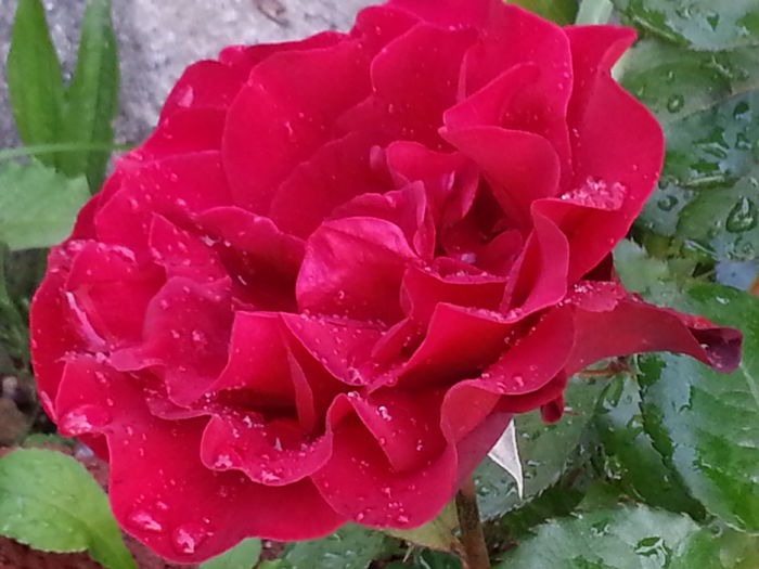 20140527_165253 - MAI IUNIE