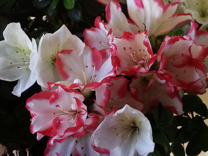 20140527_165413 - MAI IUNIE