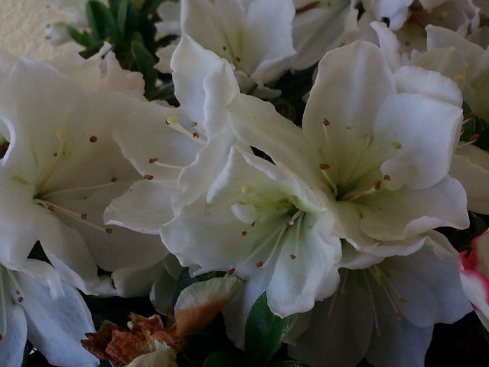 20140527_165419 - MAI IUNIE