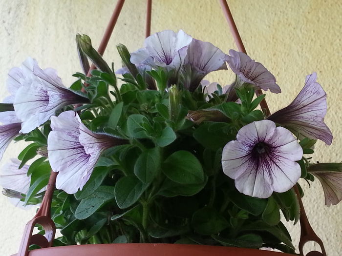 20140527_165434 - MAI IUNIE