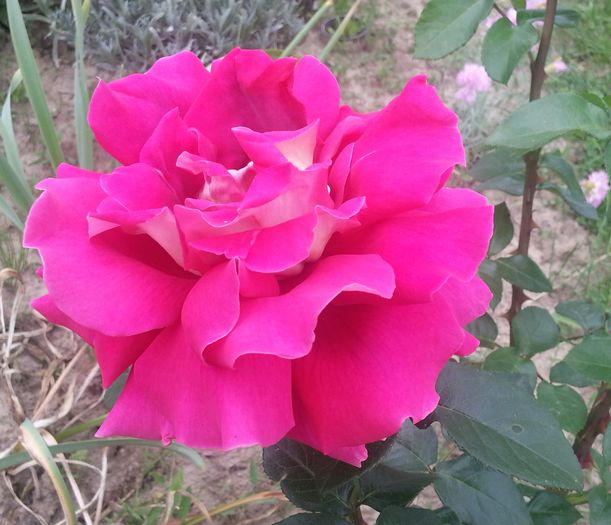 20140529_165625-1 - MAI IUNIE