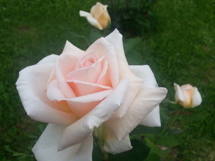 20140529_165821 - MAI IUNIE