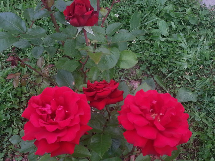 20140529_165901 - MAI IUNIE