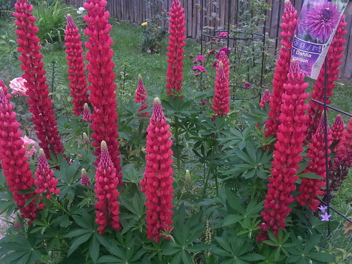 20140529_165945 - MAI IUNIE