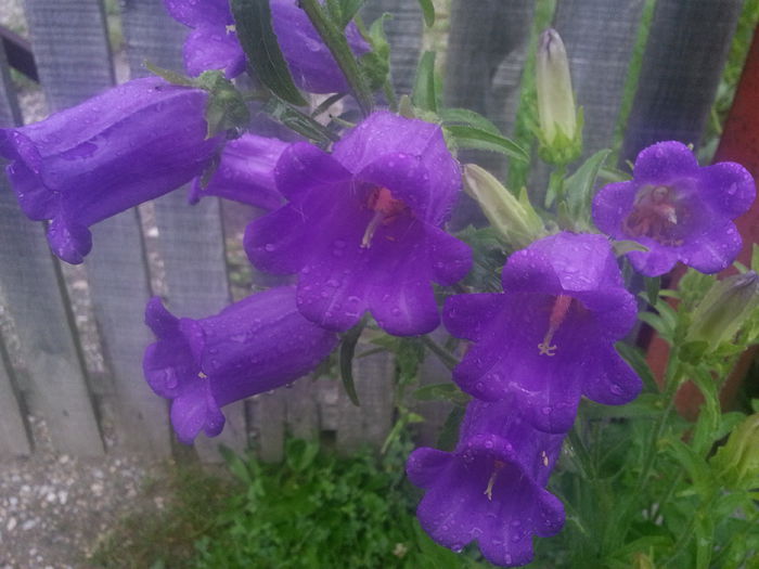 20140530_064804 - MAI IUNIE