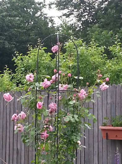 20140531_141756 - MAI IUNIE