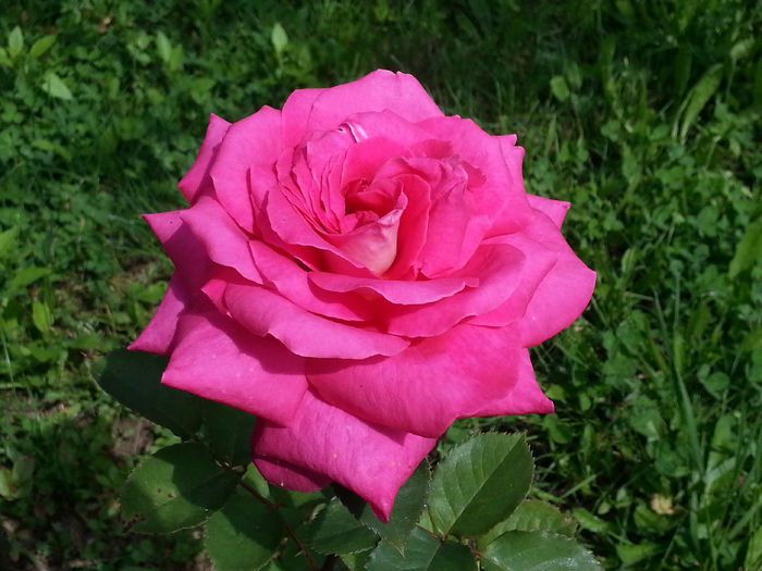 20140604_160135 - IULIE