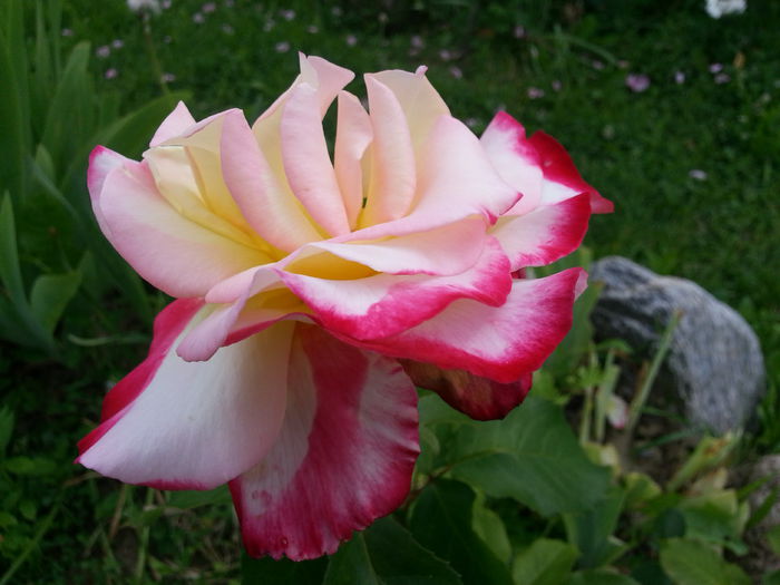 20140604_183541 - IULIE