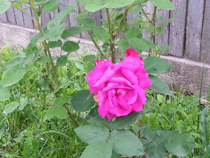 20140604_183559 - IULIE