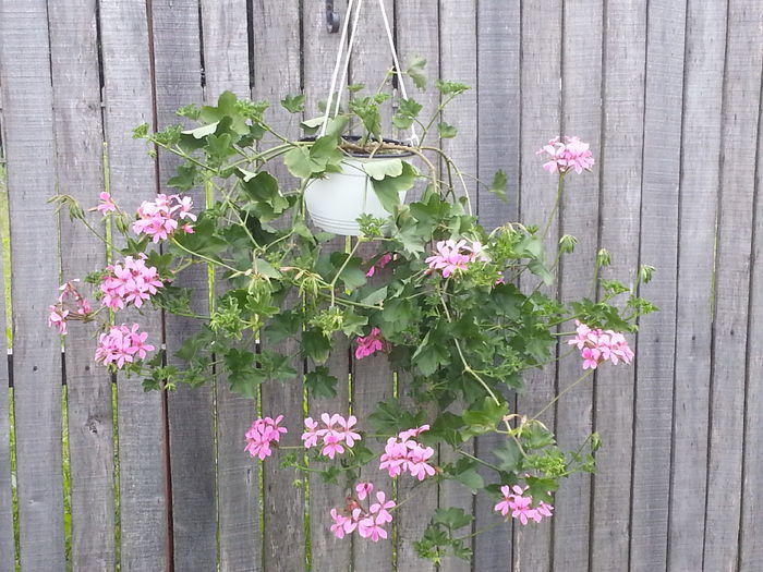 20140604_183635 - IULIE