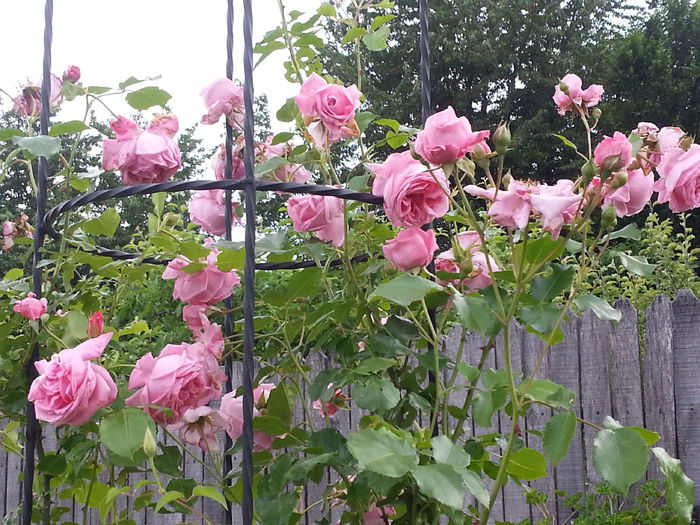 20140604_183648 - IULIE