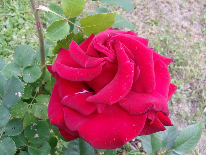 20140609_145630 - IULIE