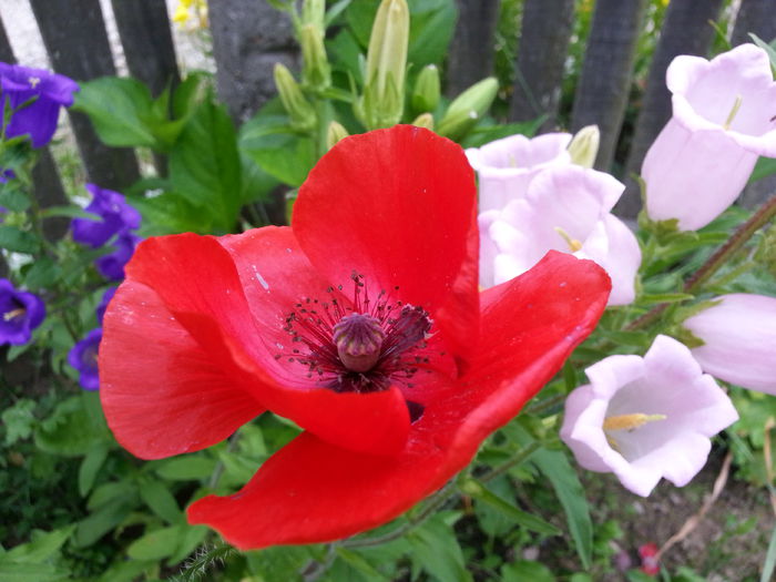 20140609_145846 - IULIE