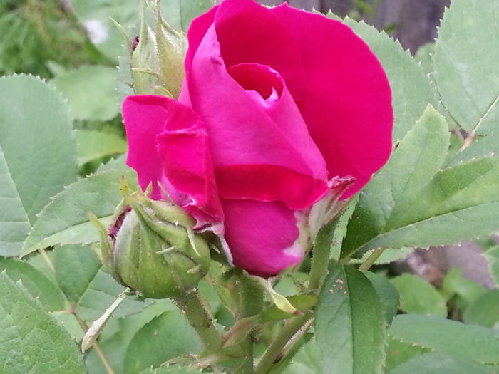 20140609_150347 - IULIE