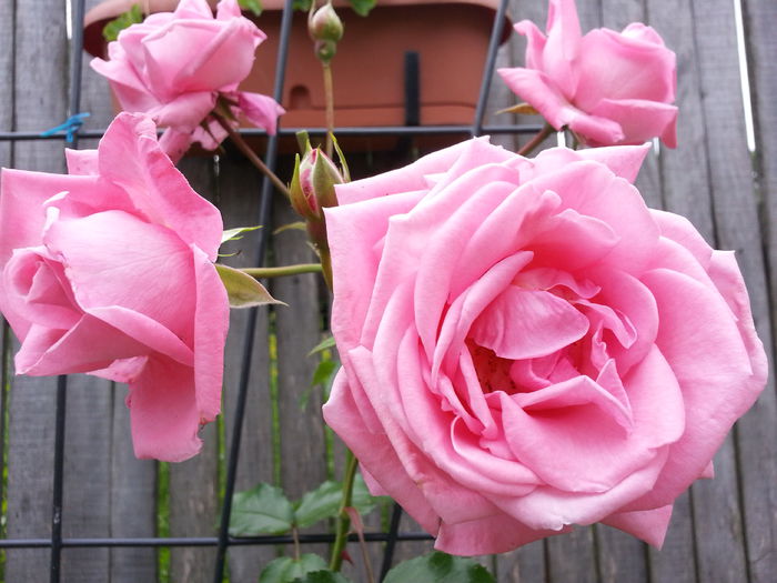 20140609_150854 - IULIE