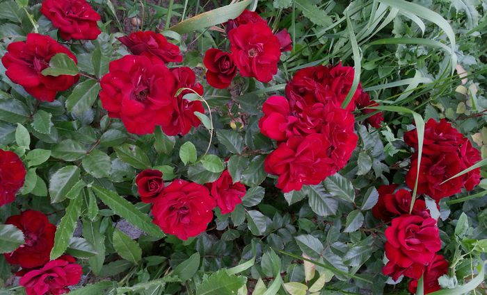 20140609_151019-1 - IULIE