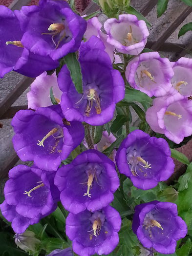 20140609_151049 - IULIE