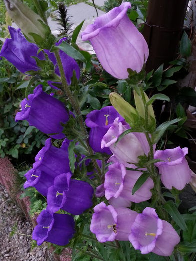 20140609_151103 - IULIE