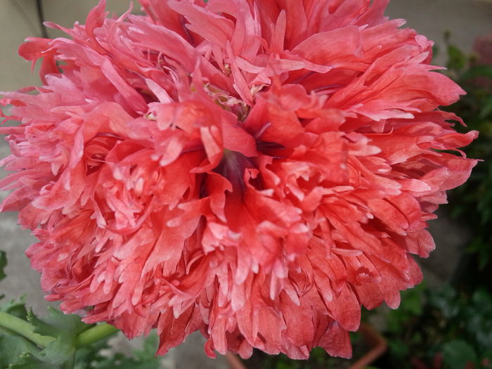 20140614_134327 - IULIE