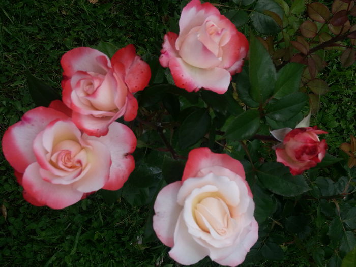 20140614_135453 - IULIE